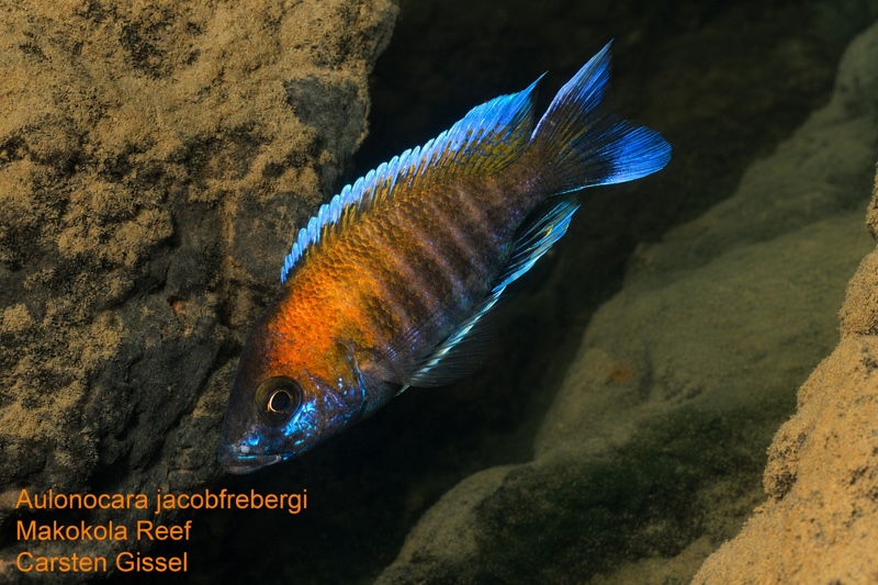 Aulonocara jacobfreibergi 'Makokola Reef'